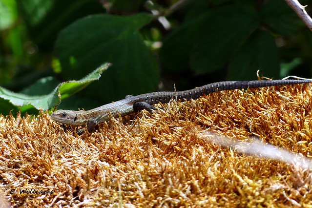 Common Lizard, Great Cumbrae