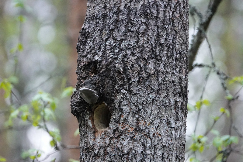 A hole of a woodpecker