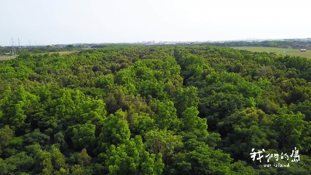 港墘農場，種著3萬棵樹木，因為產業園區開發，面臨破壞危機。