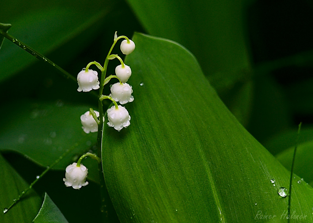 Lily of the Valley 2022-05-31