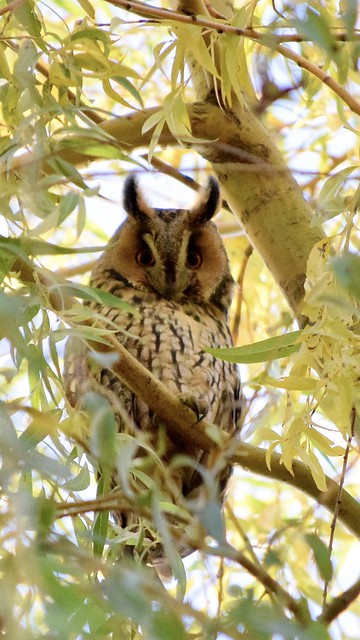 Ransuil | Long-eared owl | Langohr-Eule