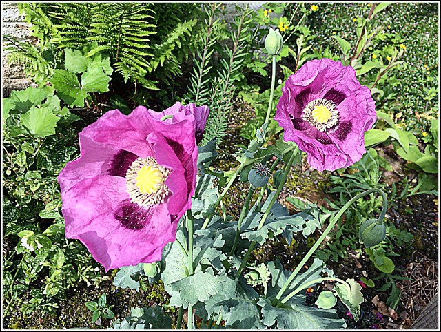 Two Purple Coloured Poppies ..
