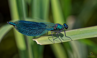 blue-winged demoiselle  > <  Blauflügel-Prachtlibelle (Calopteryx virgo)
