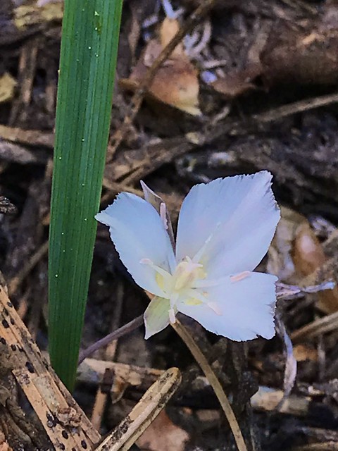 Tiny Mariposa Lily