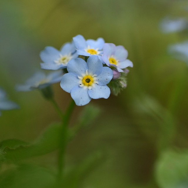 May 31, 2022: Forget-Me-Nots