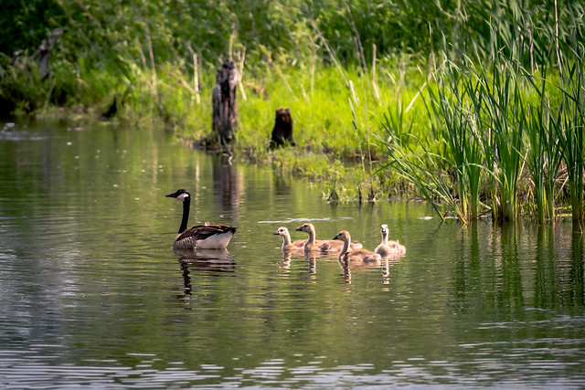 Baby Geese James Pate Philips State Park ©Lauri Novak