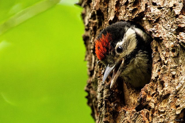 Buntspecht - Woodpecker (Dendrocopos major)