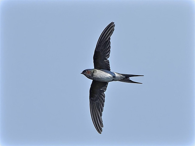 Birds From My Balcony: Swift Swallow