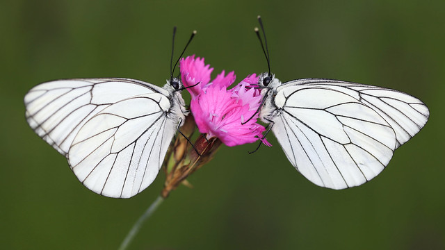 Duo de papillons gazés sur un oeillet sauvage