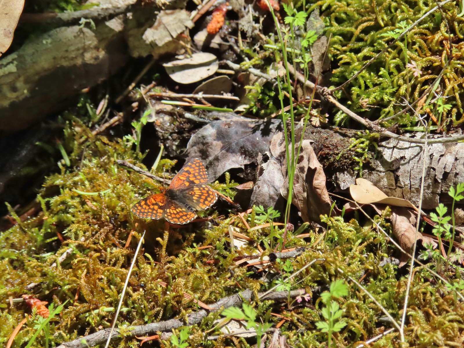 Possibly a northern checkerspot