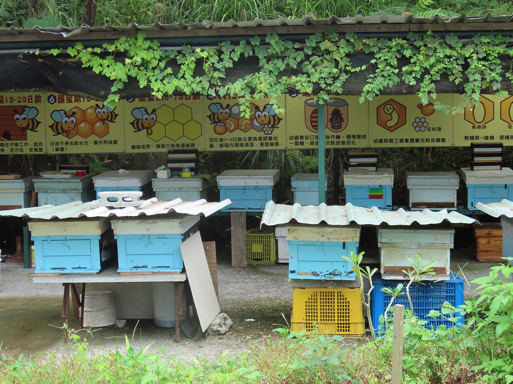 鹽寮社區在保安林林下養蜂計畫後，共同發展「山海蜂情」品牌。圖片來源：廖靜蕙提供