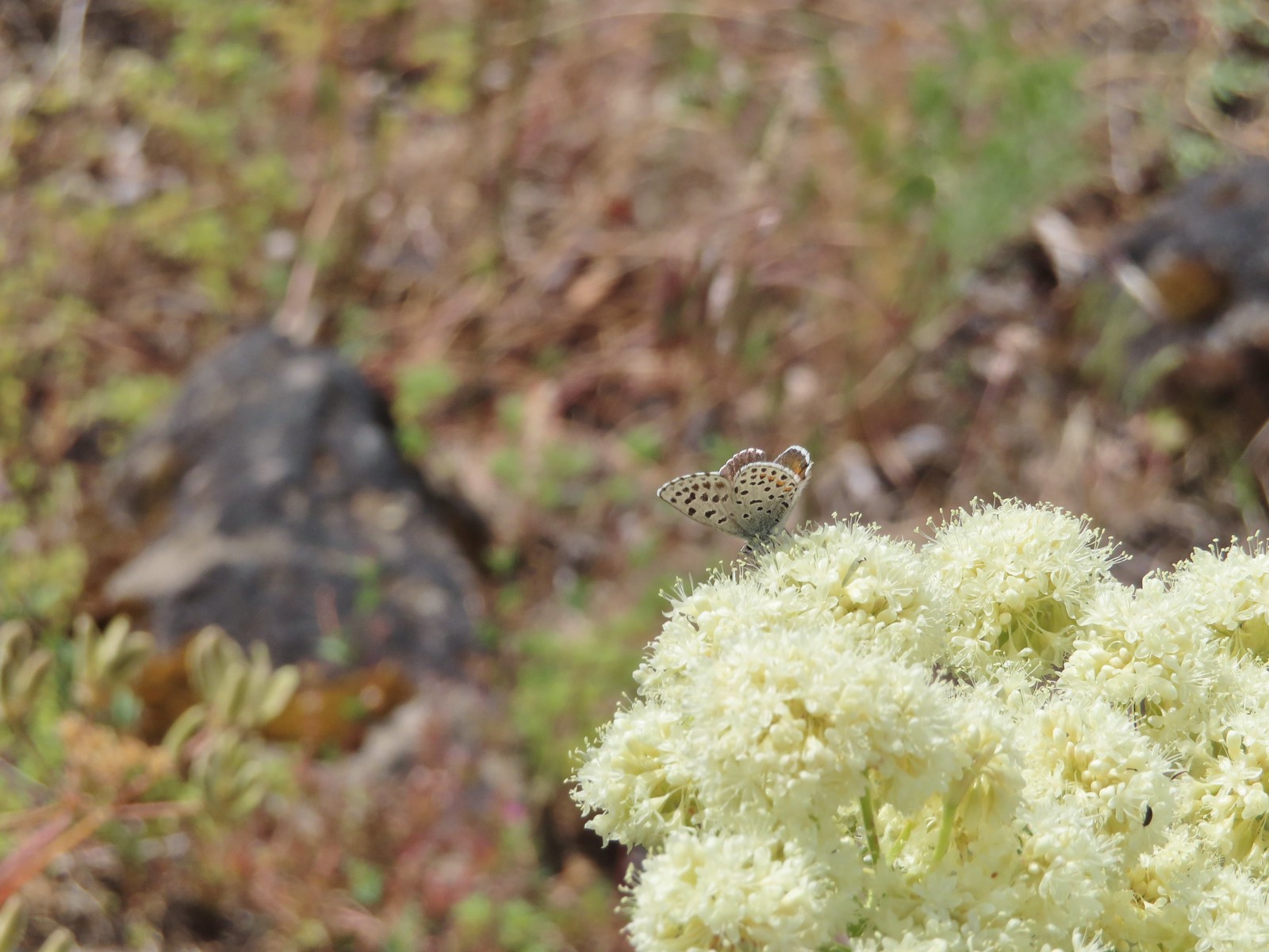 Butterfly on buckwheat