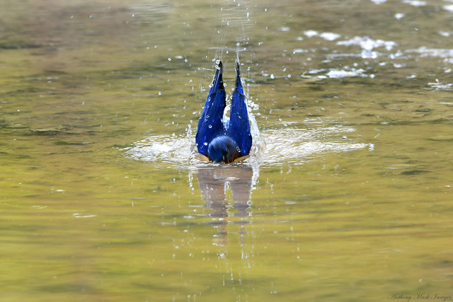 Splish Splash, Bluebird's Taken a Bath!