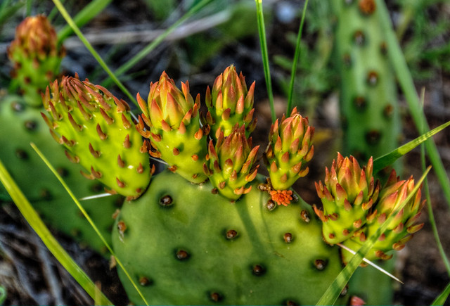 Colorado Cactus in Sunset Light