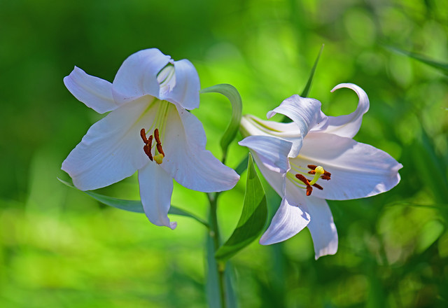 Lilium japonicum: a wild lily in Japan (2)
