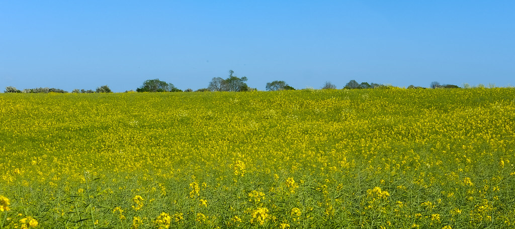 Norfolk Field of Yellow..