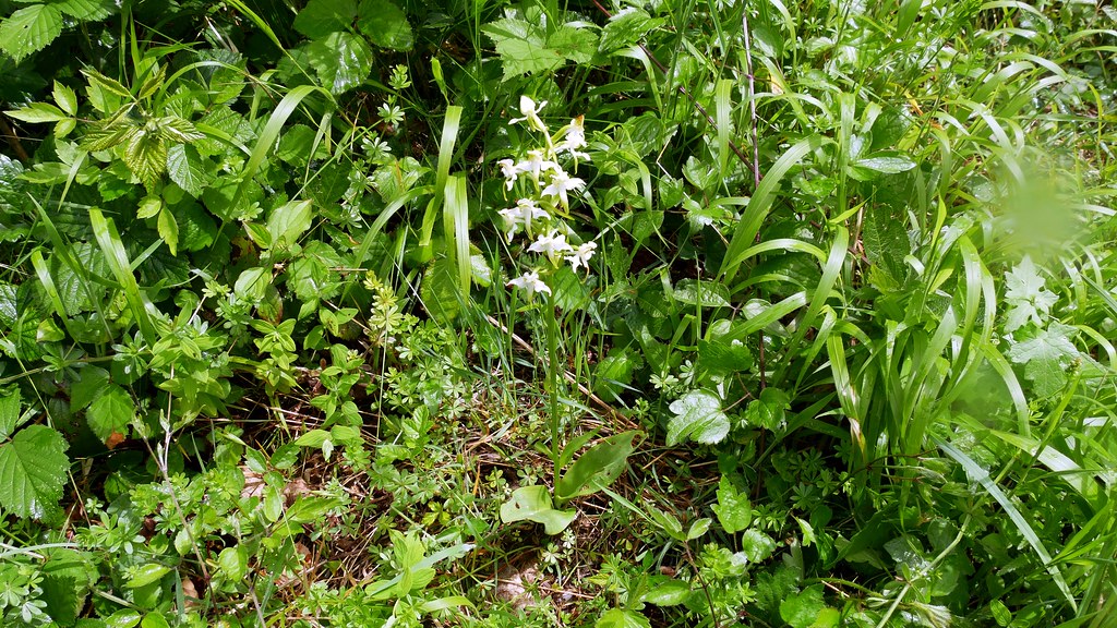 Greater Butterfly Orchid-West Horsley Surrey
