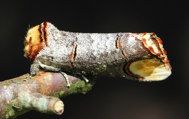 Buff-tip Moth -  Phalera bucephala 220522 (5)