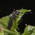 ladybird larva