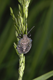 forest bug nymph