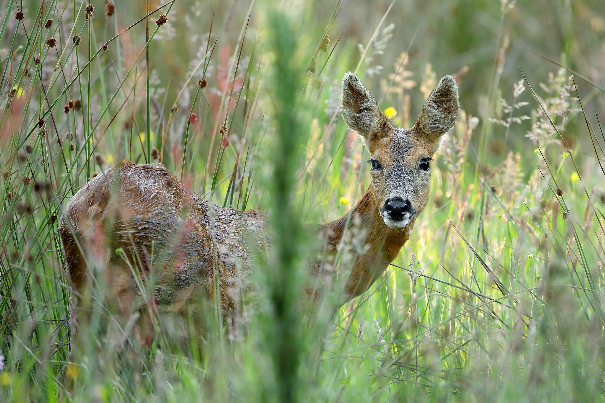 Partially blind roe deer in meadow