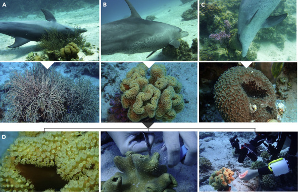 研究發現，海豚會選擇特定的珊瑚物種，並且會精心挑選要摩擦身體的哪些部位。圖片來源：Morlock et al.（CC BY 4.0）