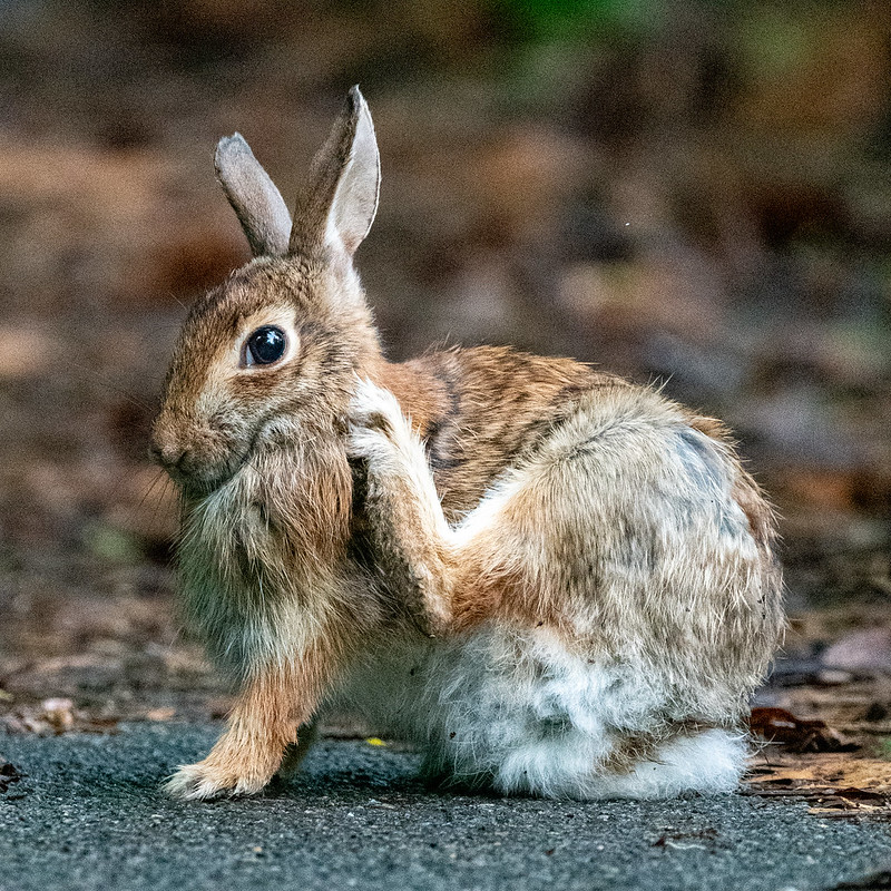 rabbit-7117
