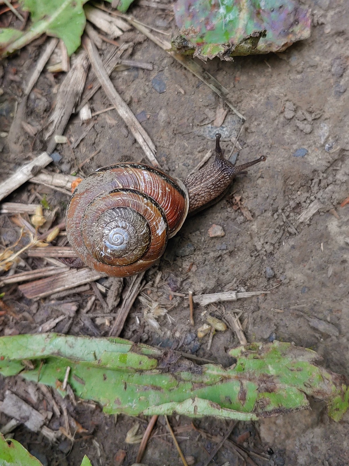 Snail on the Payette Trail