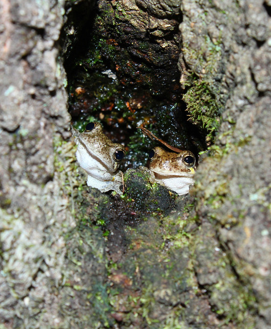 Cope's Gray Treefrog (Hyla chrysoscelis)