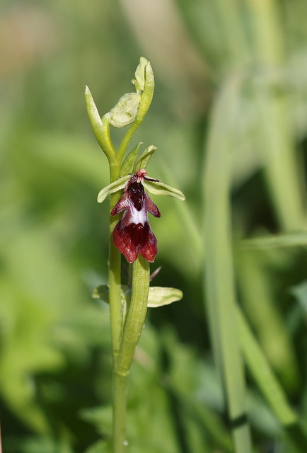 Flueblomst (Fly Orchid / Ophrys insectifera)