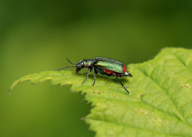 Common Malachite Beetle --- Malachius bipustulatus