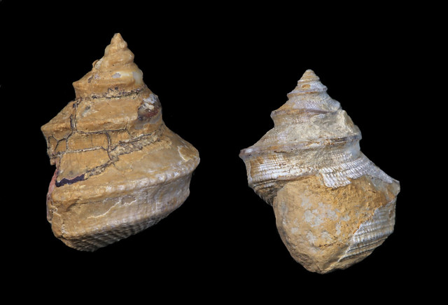 Fossil Gastropods