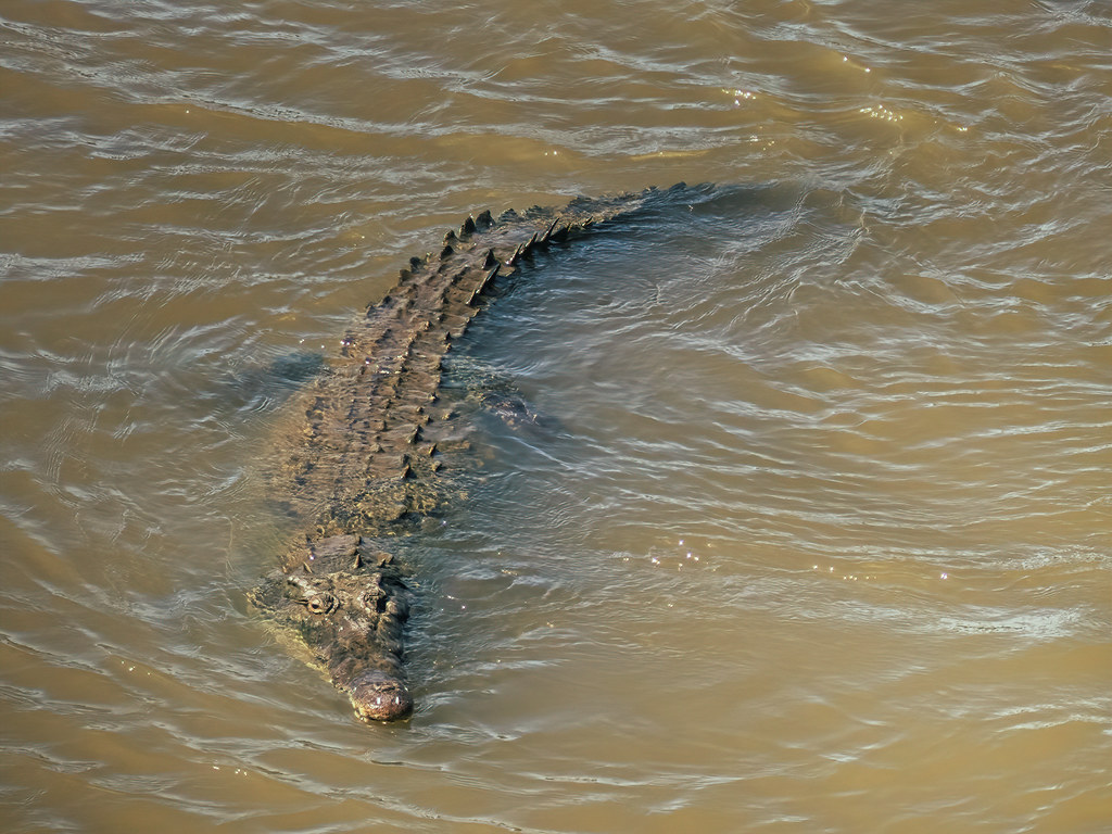 Crocodiles du Rio Tarcoles... 52116573499_c24c5eed6f_b