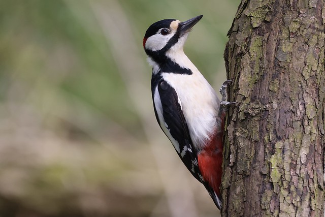 Great Spotted Woodpecker , Dendrocopos major