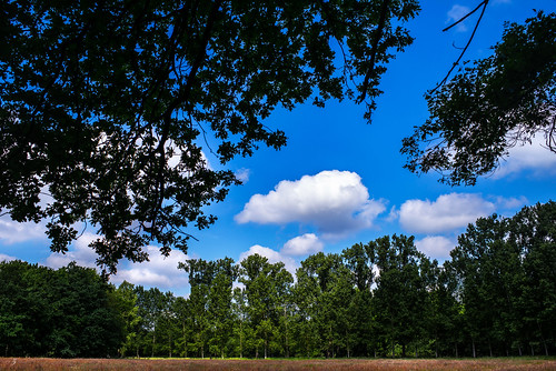 forest field grass clouds landscape landscapephotography leica leicam trees nature