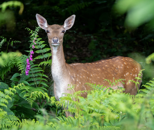 Fallow deer, Foxglove and Ferns, Forest of Dean (Explored 3.6.22#360)