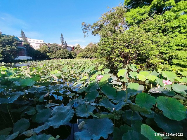 「台北植物園賞荷 」(Taipei Botanic garden Lotus pool), Taipei, Taiwan, SJKen, May 29, 2022.