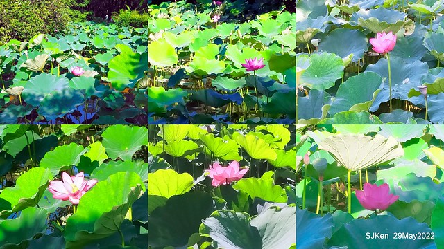「台北植物園賞荷 」(Taipei Botanic garden Lotus pool), Taipei, Taiwan, SJKen, May 29, 2022.
