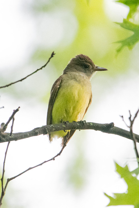 great-crested-flycatcher-sans-tail-7048
