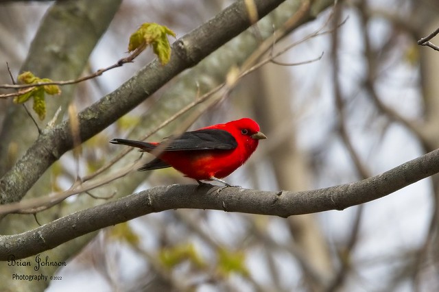 Scarlet Tanager  (cropped)