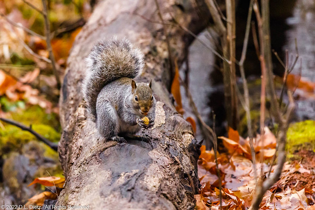 Eastern Gray Squirrel - 2020-11-26. [Explored - 2022-06-03]