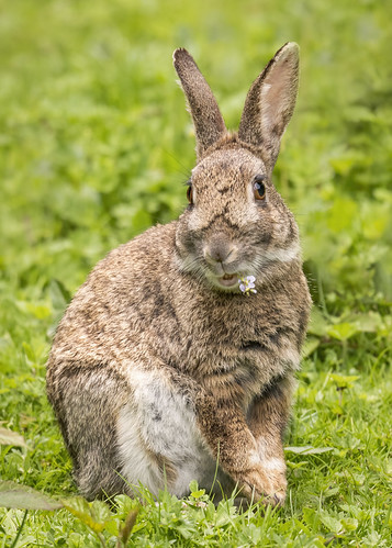 Rabbit | by cazalegg