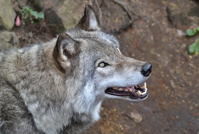 My What Big Teeth You Have! (Grey Wolf)