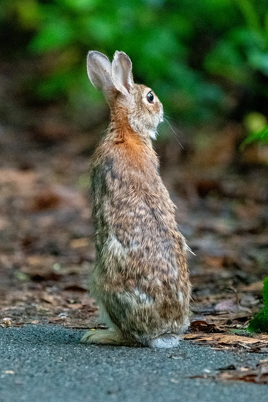 rabbit-elongated-7115