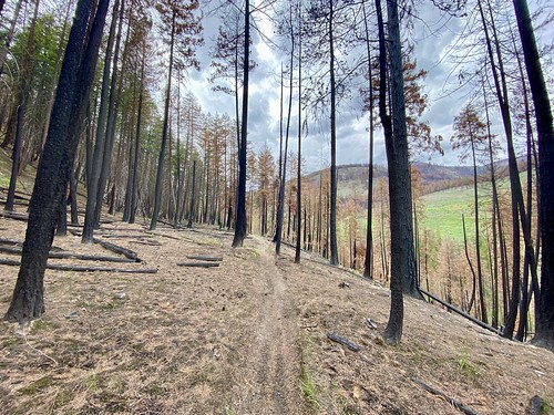 Walking through the burn on Pot Peak Trail