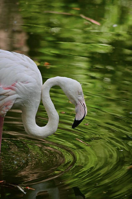 Flamingo and ripples