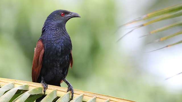 Greater Coucal (Crow-Pheasant)