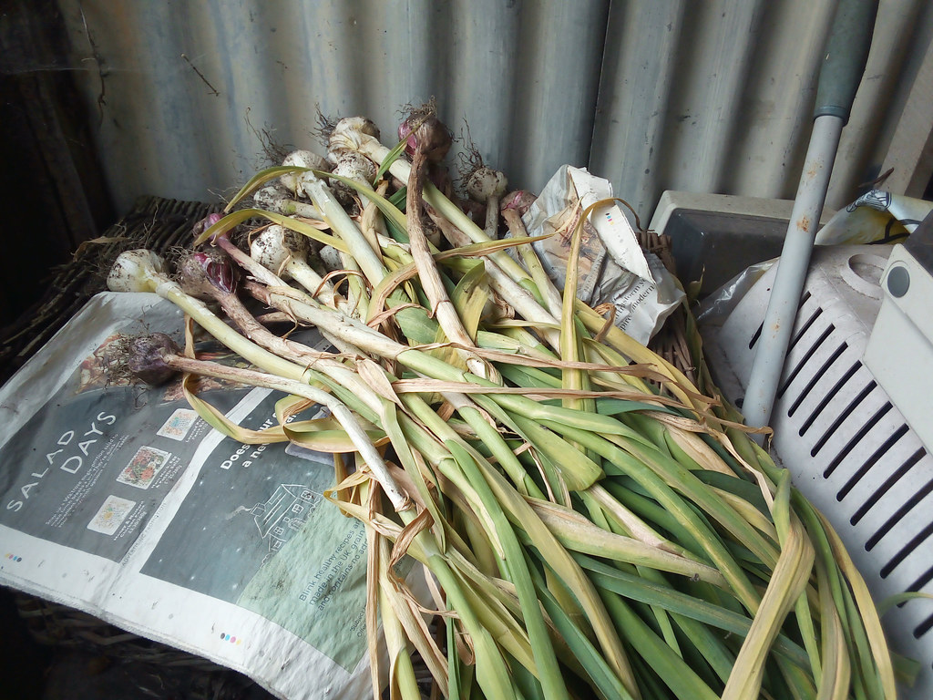 31 May 2022 First of the garlic harvest