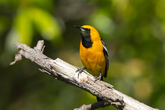 Hooded Oriole (R55_0087)