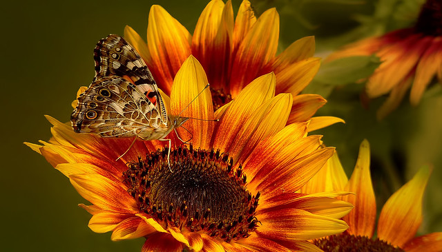 Painted Lady on red Sunflower